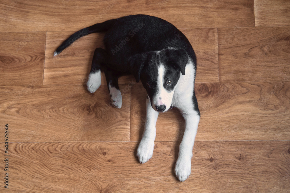 Little puppy dog black and white border collie with shining eyes lying on the floor Little puppy dog black and white border collie with shining eyes lying on the floor