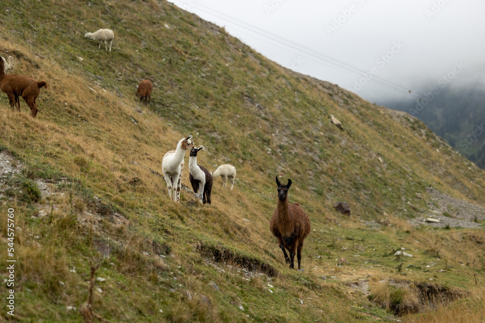 Lama sauvage Pyrénées 
