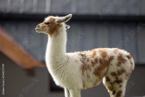 Lama sauvage Pyrénées 