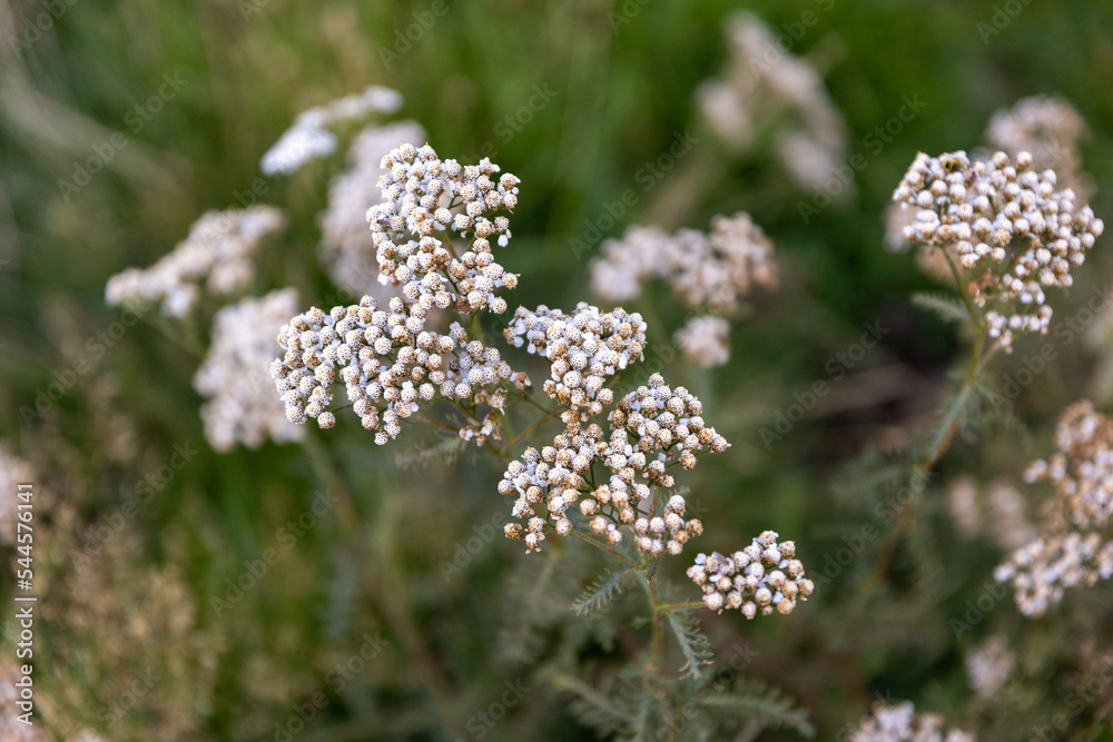 Obraz premium Plante fleur Pyrénées 