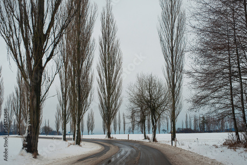 tall trees in the first snow planted along a country road