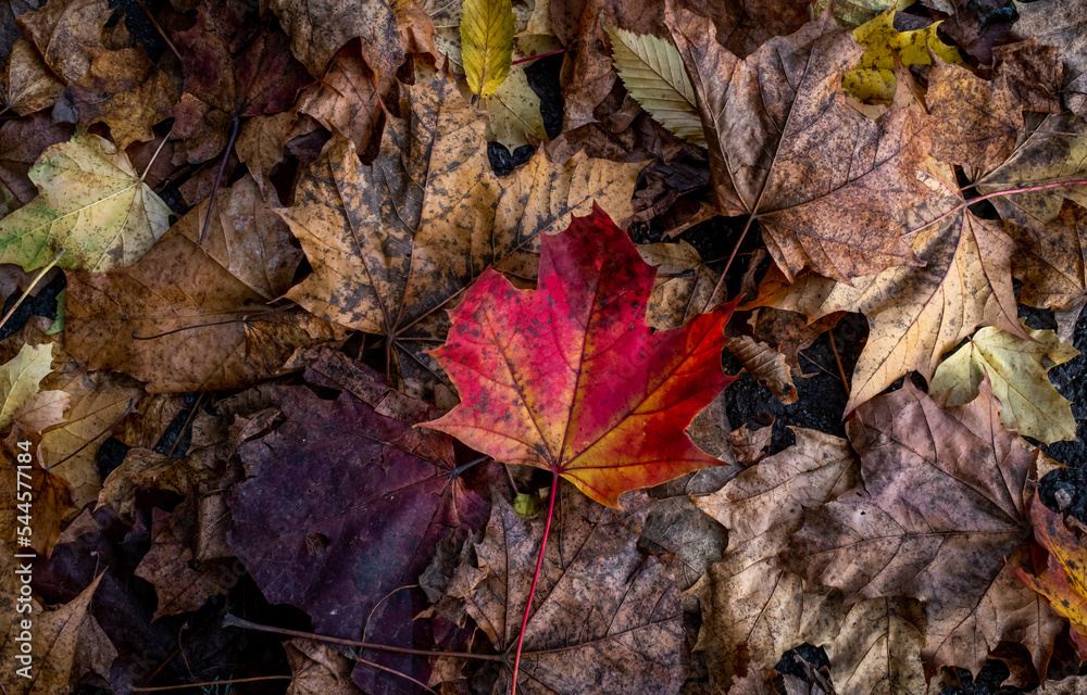 Fototapeta premium the fallen leaves, winter is coming 