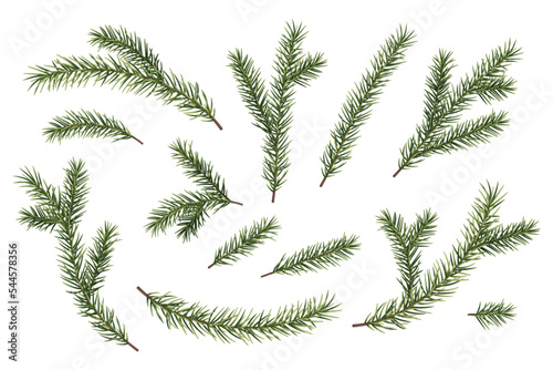 Set of green spruce, pine branches on a white background. Vector fluffy christmas tree branches. Suitable for decor, New Year decoration design