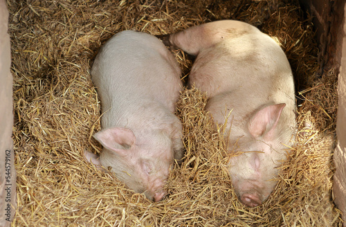 Two satisfied little piglets sleeping on straw in the pen.