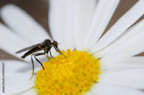 Fly feeding on a flower of Argyranthemum adauctum canariense. Integral Natural Reserve of Inagua. Gran Canaria. Canary Islands. Spain. photo