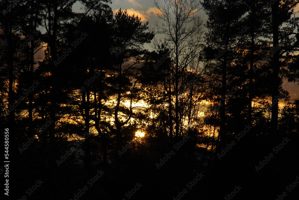 Bright sunset through the branches of trees. Autumn evening the sun sets over the horizon, illuminating the surroundings with oblique rays. They shine through the trunks and branches of growing trees. Bright sunset through the branches of trees. Autumn evening the sun sets over the horizon, illuminating the surroundings with oblique rays. They shine through the trunks and branches of growing trees.