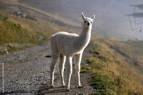 Lama montagne