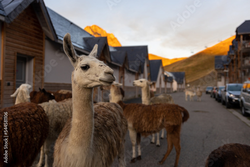 Lama en liberté