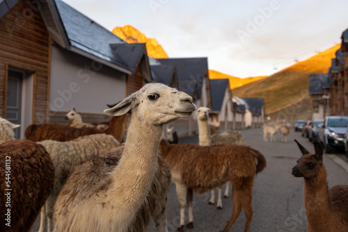 lama village montagne