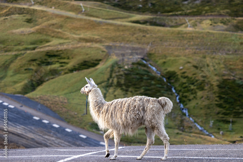 lama route montagne