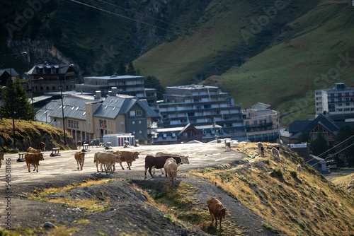 vache village montagne