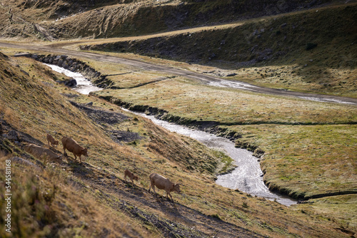 vache montagne