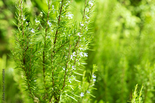 Rosemary Plant Close Up Blur Background. Salvia Rosmarinus Field