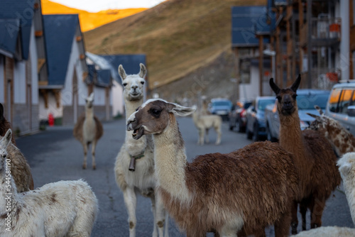 Lama village montagne