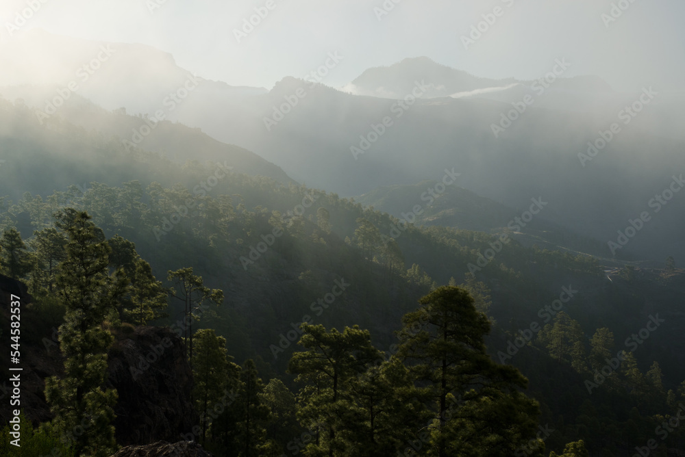 Forest of Canary Island pine Pinus canariensis in Inagua and southwest of the island of Gran Canaria against the light. Canary Islands. Spain.