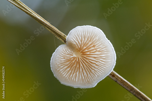 Closeup of a delicate, white fungus, a Variable oysterling, on a blade of grass, seen from the bottom photo