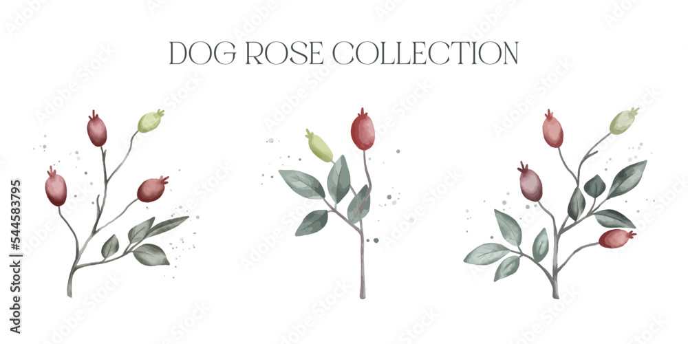 Watercolour vector dog rose collection isolated on white background 