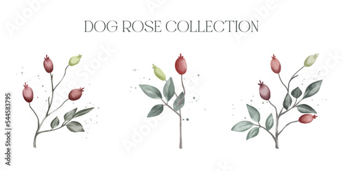 Watercolour vector dog rose collection isolated on white background 
