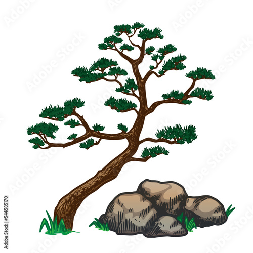 Asian pine tree vector illustration on white background