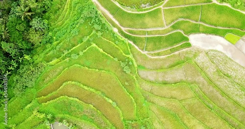 Aerial top down shot of green colored rice fields in rural area of Indonesia in sunlight  photo