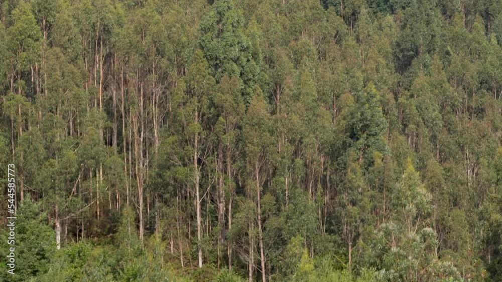 Insulated part of a green forest. Wind moving the trees. Beautiful nature landscape. Mountain picturesque nature picture. Nature conservation. Steady video. Insulated part of a green forest. Wind moving the trees. Beautiful nature landscape. Mountain picturesque nature picture. Nature conservation. Steady video.