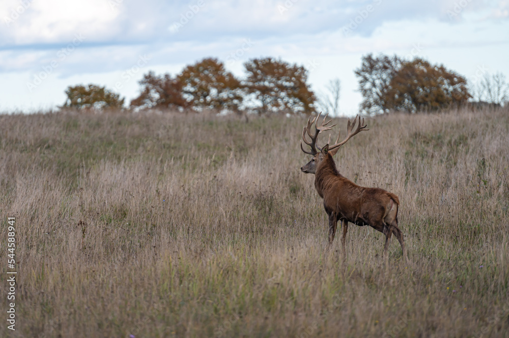Red deer with large antlers during rutting season on the grassland in autumn Red deer with large antlers during rutting season on the grassland in autumn