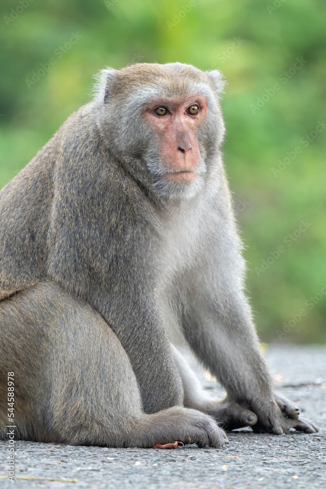 Formosan macaque, Formosan rock monkey also named Taiwanese macaque in the wild.