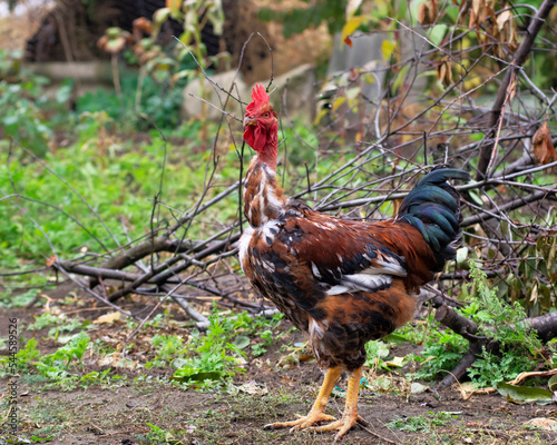 Poultry chicken - rooster on free range