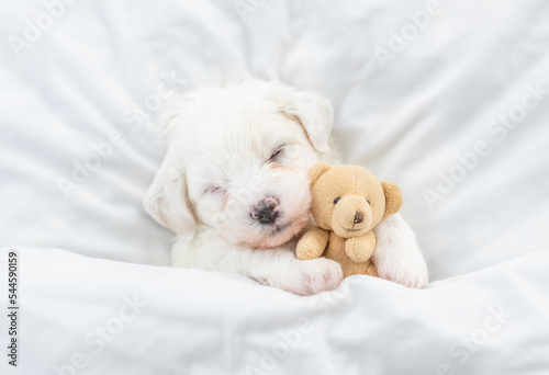 Tiny Bichon Frise puppy sleeps under  white blanket on a bed at home and hugs favorite toy bear. Top down view