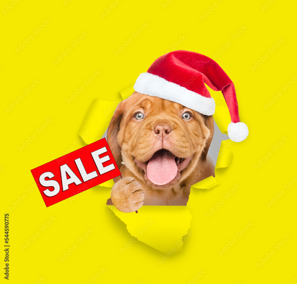 Happy Mastiff puppy  wearing red santa hat looking through a hole in yellow paper and showing sales symbol