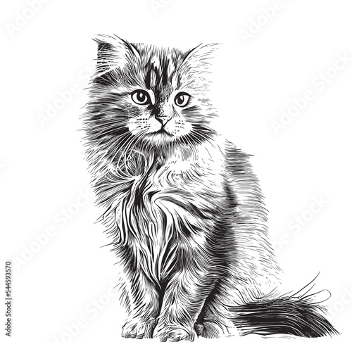 Cute fluffy cat hand drawn engraving sketch.Vector illustration.