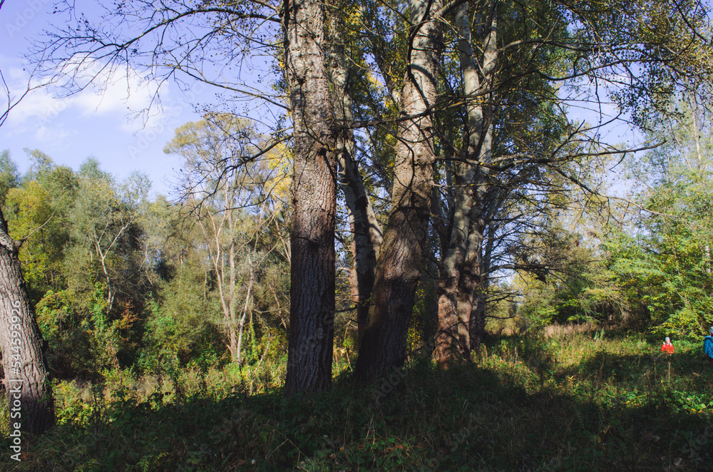 forest grove of Populus tremula, called as common aspen forest grove of Populus tremula, called as common aspen