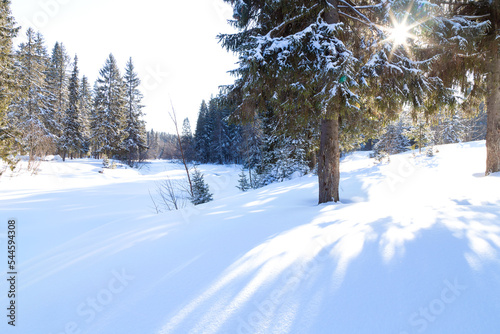 Beautiful winter landscape with snowdrifts and sun in coniferous forest 