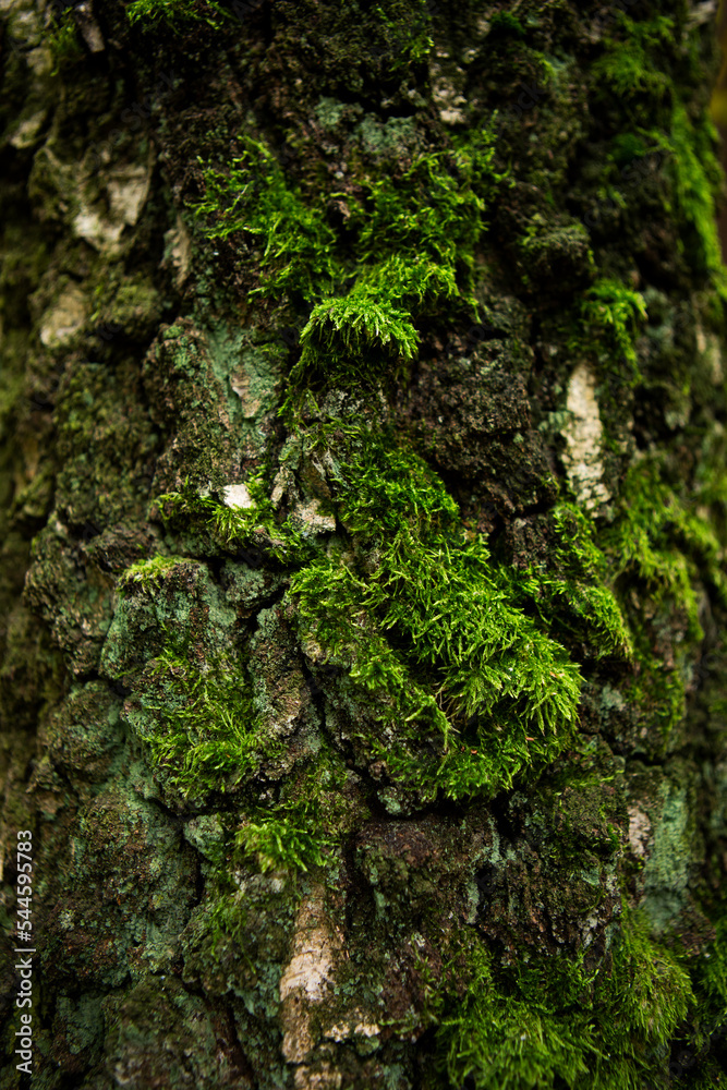 A tree with moss in the wild forest. 