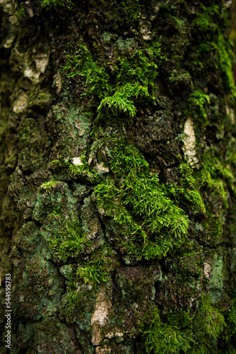 A tree with moss in the wild forest. 
