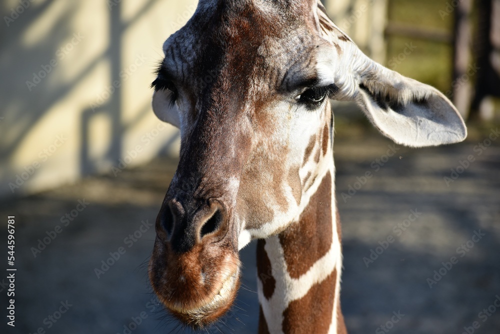 Obraz premium 動物園の麒麟（キリン）