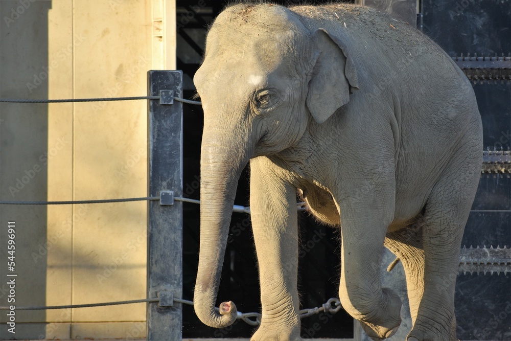 Fototapeta premium 動物園の象(ゾウ)