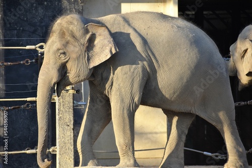 動物園の象（ゾウ）