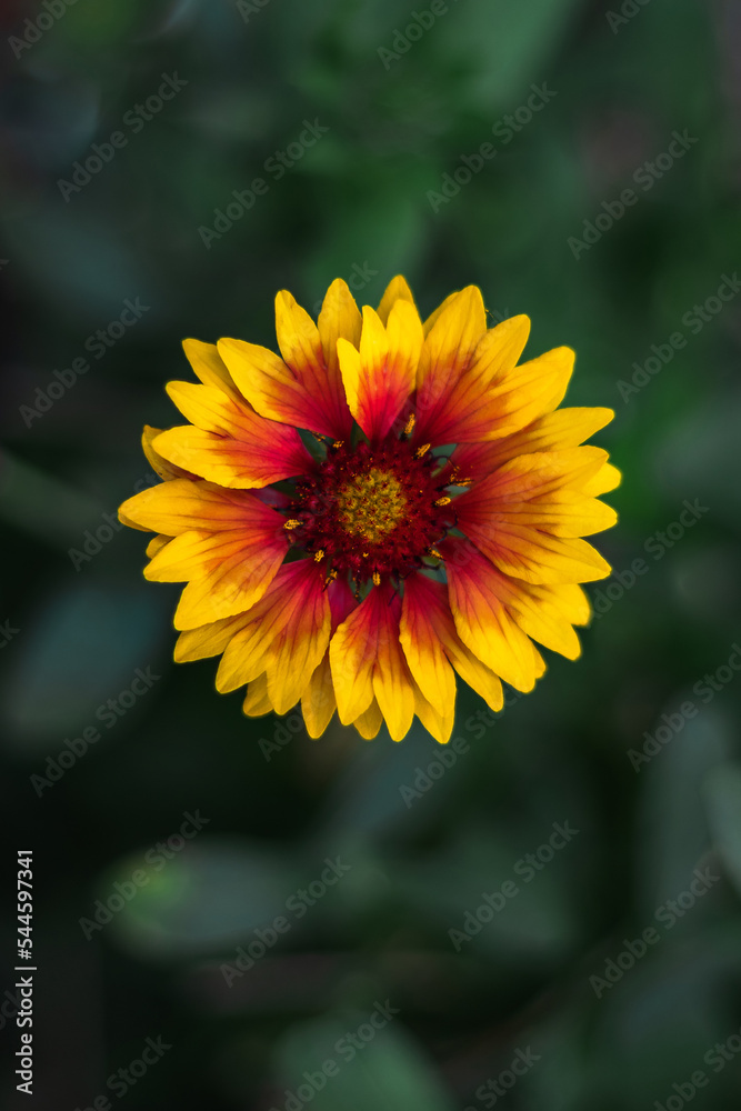 Yellow gaillardia flower with a red core. Beautiful bright garden perennial flower Gaillardia (Latin Gaillardia). Vertical image. Selective focus. Yellow gaillardia flower with a red core. Beautiful bright garden perennial flower Gaillardia (Latin Gaillardia). Vertical image. Selective focus.