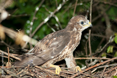 The falcon chick in the nest..