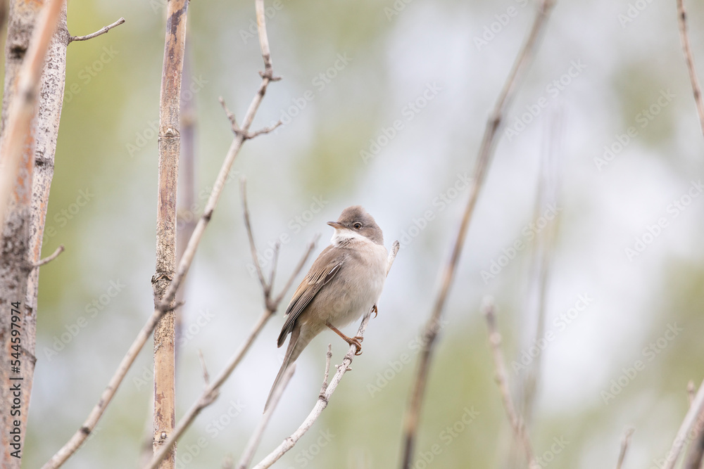 Male Common whitethroat sitting on a tree branch in spring