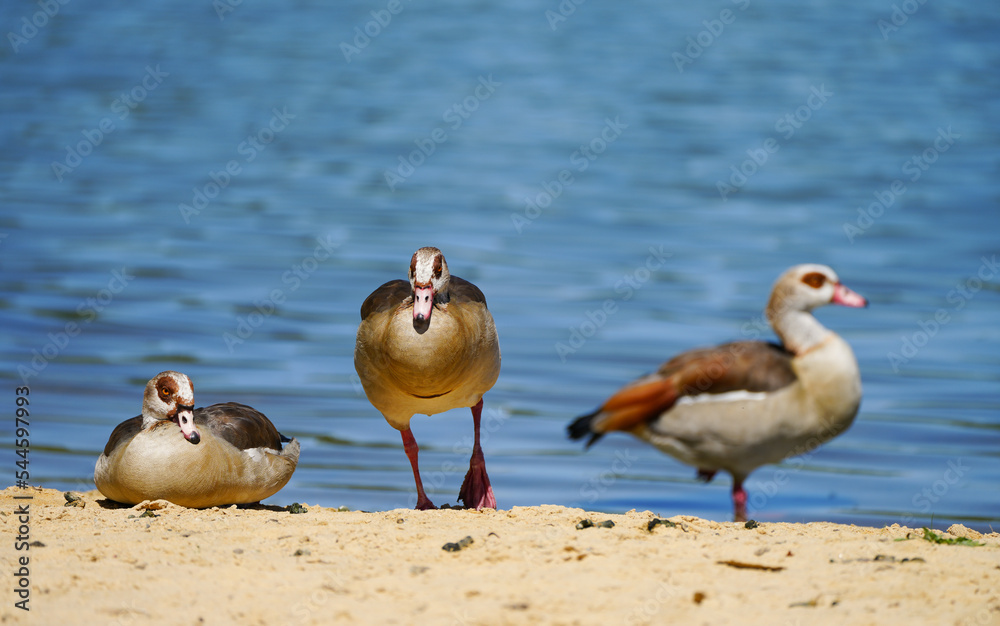 Fototapeta premium Egyptian geese on the shore of a lake. Waterfowl in natural environment in nature. Alopochen aegyptiaca. 