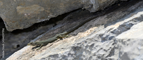 Mosoreidechse, Mosor-Gebirgseidechse - Weibchen // Mosor rock lizard - female (Dinarolacerta mosorensis) - Lovćen Nationalpark, Montenegro