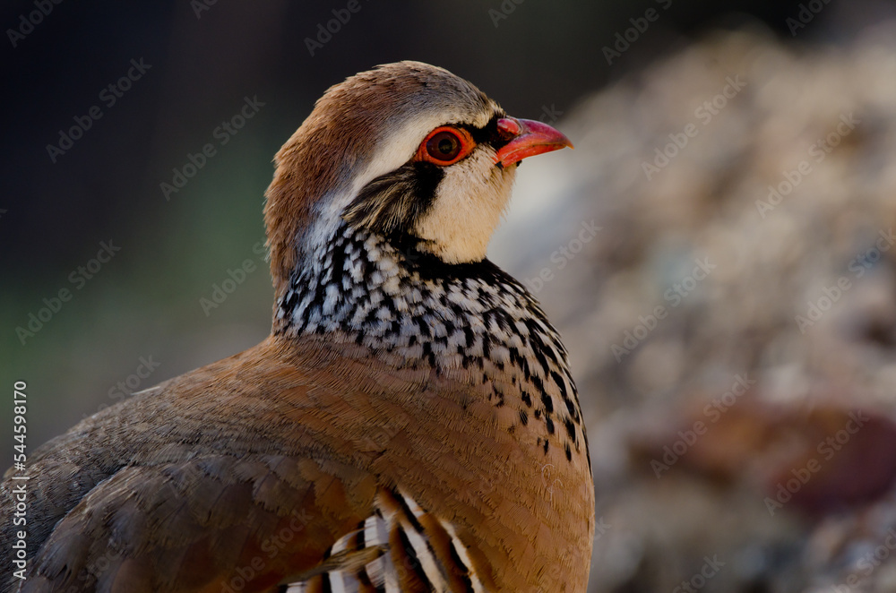 Red-legged partridge Alectoris rufa. Pajonales. Integral Natural Reserve of Inagua. Tejeda. Gran Canaria. Canary Islands. Spain. Red-legged partridge Alectoris rufa. Pajonales. Integral Natural Reserve of Inagua. Tejeda. Gran Canaria. Canary Islands. Spain.