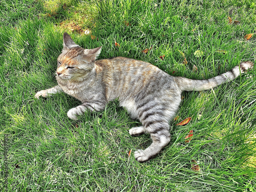 Cat at Rest : Tigre Grigio photo