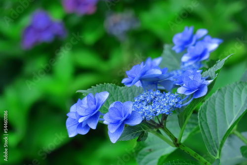 雨に濡れて咲く