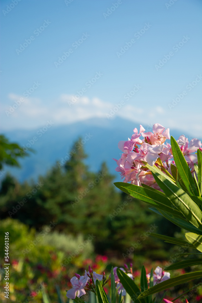 View of a flowers, mountains in the Pyrenees, France