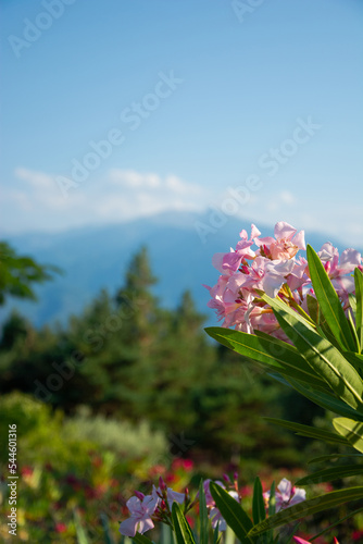 Obraz na płótnie View of a flowers, mountains in the Pyrenees, France w salonie