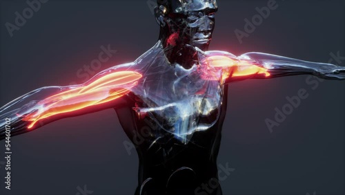 Digital illustration of muscular system photo