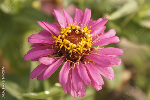 a flower has pink petals and yellow stamens